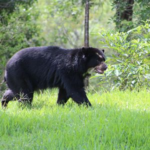 Brianne the Andean Bear (Tremarctos ornatus)
