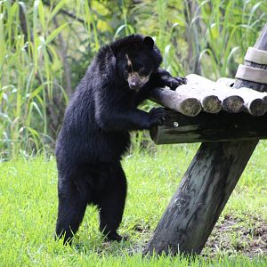 Brianne the Andean Bear (Tremarctos ornatus)