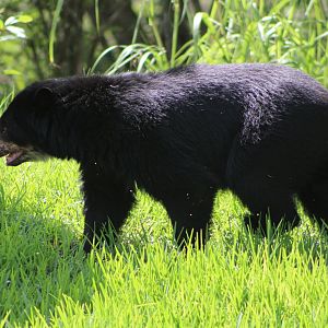 Brianne the Andean Bear (Tremarctos ornatus)