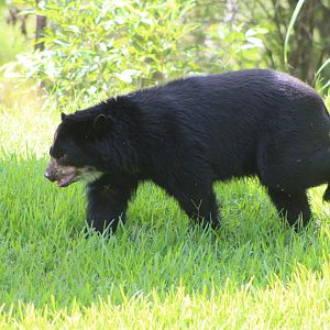 Brianne the Andean Bear (Tremarctos ornatus)