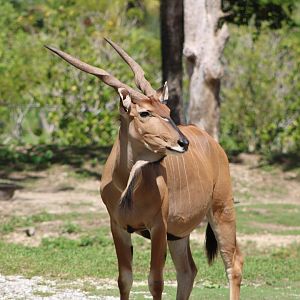Eastern Giant Eland (T. d. gigas)