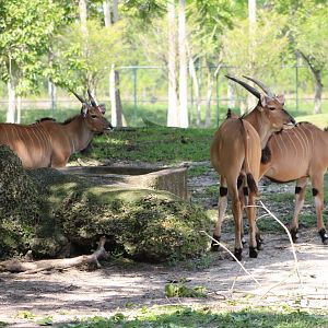 Giant Eland Youngsters (T. d. gigas)
