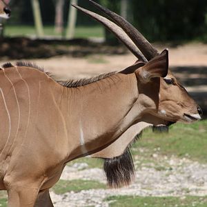 Eastern Giant Eland (T. d. gigas)