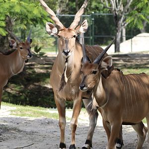 Eastern Giant Elands (T. d. gigas)