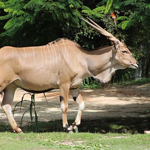 Eastern Giant Eland (T. d. gigas)