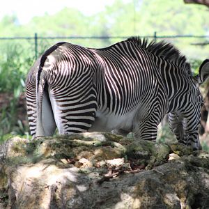 Grevy’s Zebra (Equus grevyi)
