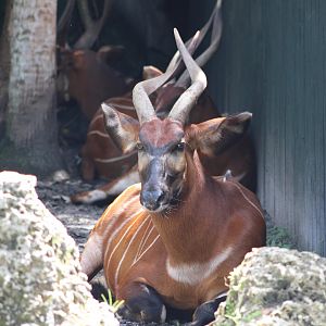 Eastern Bongo (T. e. isaaci)
