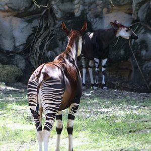Okapis (Okapia johnstoni)