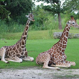 “Reticulated” Giraffes (Giraffa sp.)