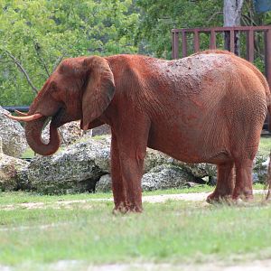 African Bush Elephant (Loxodonta africana)