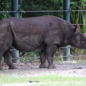 Eastern Black Rhinoceros (D. b. michaeli)