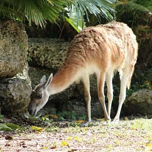 Guanaco (Lama guanicoe)