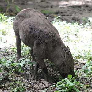 Turbo the Babirusa (Babyrousa celebensis)