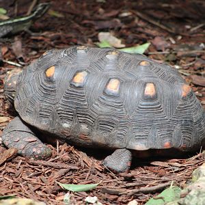 Red-Footed Tortoise (C. carbonarius) + Brown Basilisk (B. vittatus)