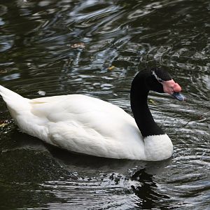 Black-Necked Swan (Cygnus melancoryphus)