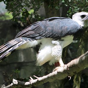 “Red” the Harpy Eagle (Harpia harpyja)