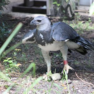 “Red” the Harpy Eagle (Harpia harpyja)