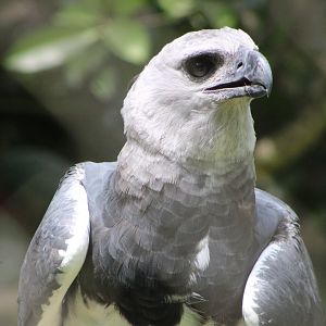 Red’s Portrait (Harpia harpyja)