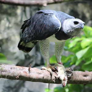 “Red” with his Rat (Harpia harpyja)