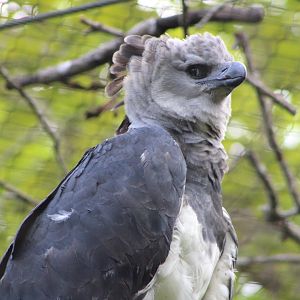 Mama the Harpy Eagle (Harpia harpyja)