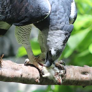 “Red” Tearing Up the Rat (Harpia harpyja)