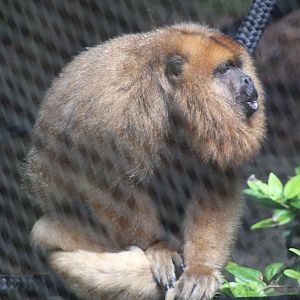 Black Howler Monkey (Alouatta caraya; female)