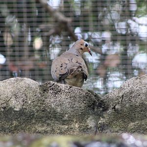 Mourning Dove (Zenaida macroura)