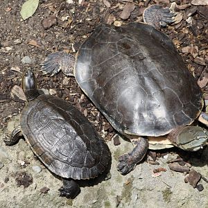 Cuban Slider (T. decussata) + Hilaire’s Toadhead Turtle (P. hilarii)