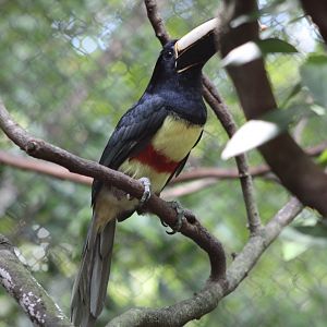 Black-Necked Aracari (Pteroglossus aracari ssp.)