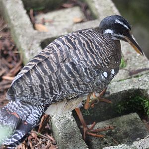 Sunbittern (Eurypyga helias)