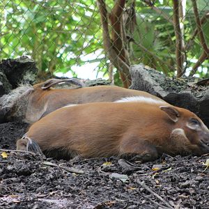 Red River Hogs (Potamochoerus porcus)
