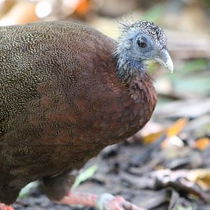 Malay Great Argus (Argusianus argus)