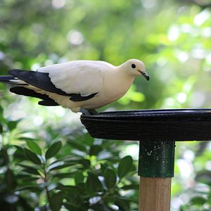 Pied Imperial Pigeon (Ducula bicolor)