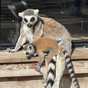 Baby Ring-Tailed Lemur