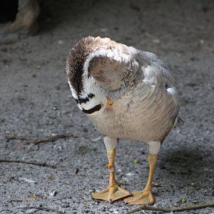 Bar-Headed Goose (Anser indicus)
