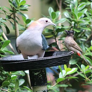 Chestnut-Naped Imperial Pigeon (D. a. paulina) + Red-Vented Bulbul (P. cafer)