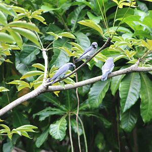 White-Breasted Woodswallows (Artamus leucorynchus)