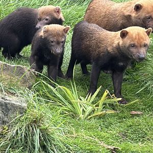 Bush Dog Pups
