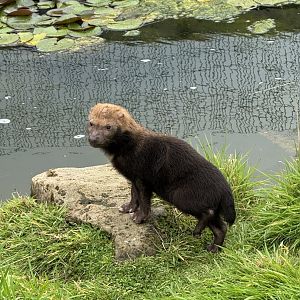 Bush Dog Pup