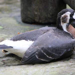 Red-Breasted Goose (Branta ruficollis)
