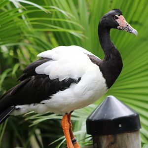 Magpie Goose (Anseranas semipalmata)