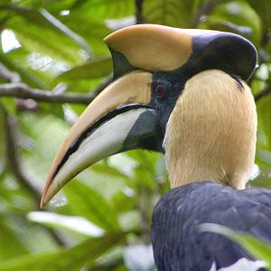 Great Hornbill (Buceros bicornis)