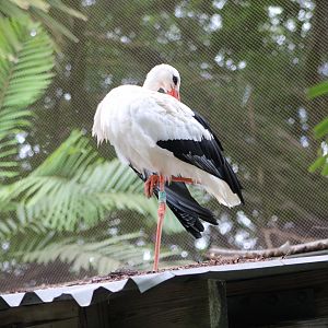 European White Stork (C. c. ciconia)