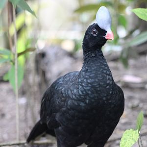 Northern Helmeted Curassow (Pauxi pauxi)