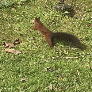 Red Squirrel