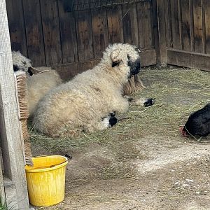 Sheep, Goats & Chickens hanging out together