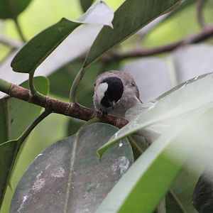White-Eared Bulbul (Pycnonotus leucotis)