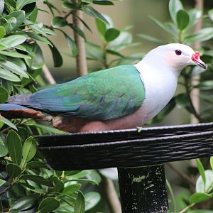 Red-Knobbed Imperial Pigeon (Ducula rubricera)