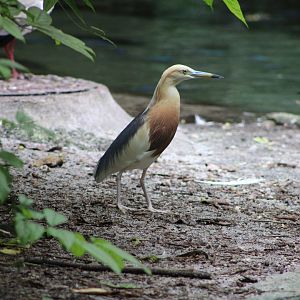 Javan Pond Heron (Ardeola speciosa)