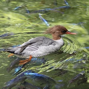 Scaly-Sided Merganser (Mergus squamatus)